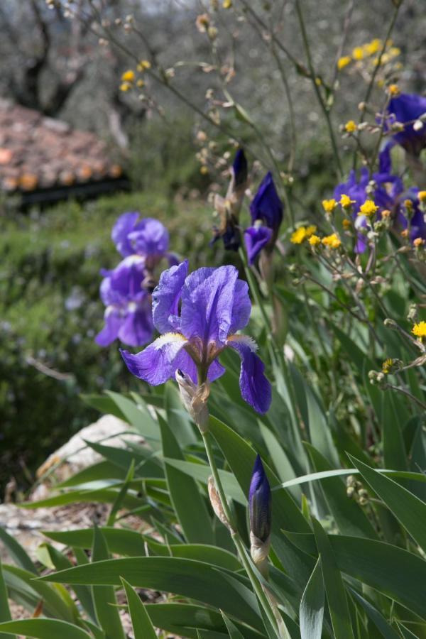Settignano Tuscany Homes Dış mekan fotoğraf